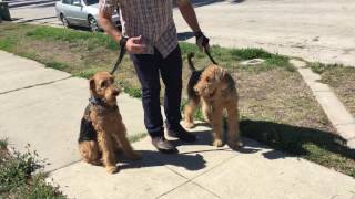 Rosie and Moose Go on a Structured Walk