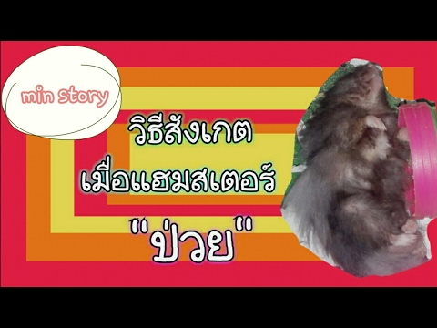 การเลี้ยงแฮมสเตอร์: วิธีสังเกตเมื่อแฮมสเตอร์ "ป่วย" Hamster / min story