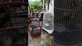 Download Lagu kinoy vs jomin #kicaumania #birds #cucakijoemmositinggi #burung MP3