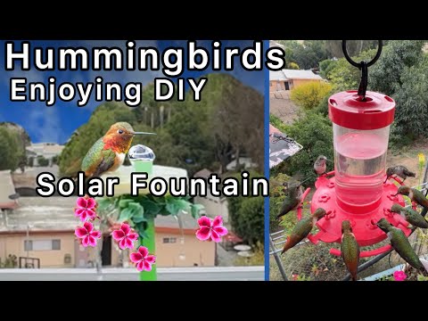 Enjoying Hummingbird Birdbath Solar Fountain from Recycled Parts waiting for Migrating Hummingbirds