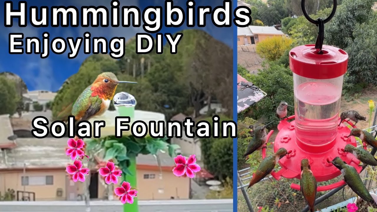 Enjoying Hummingbird Birdbath Solar Fountain from Recycled Parts waiting for Migrating Hummingbirds