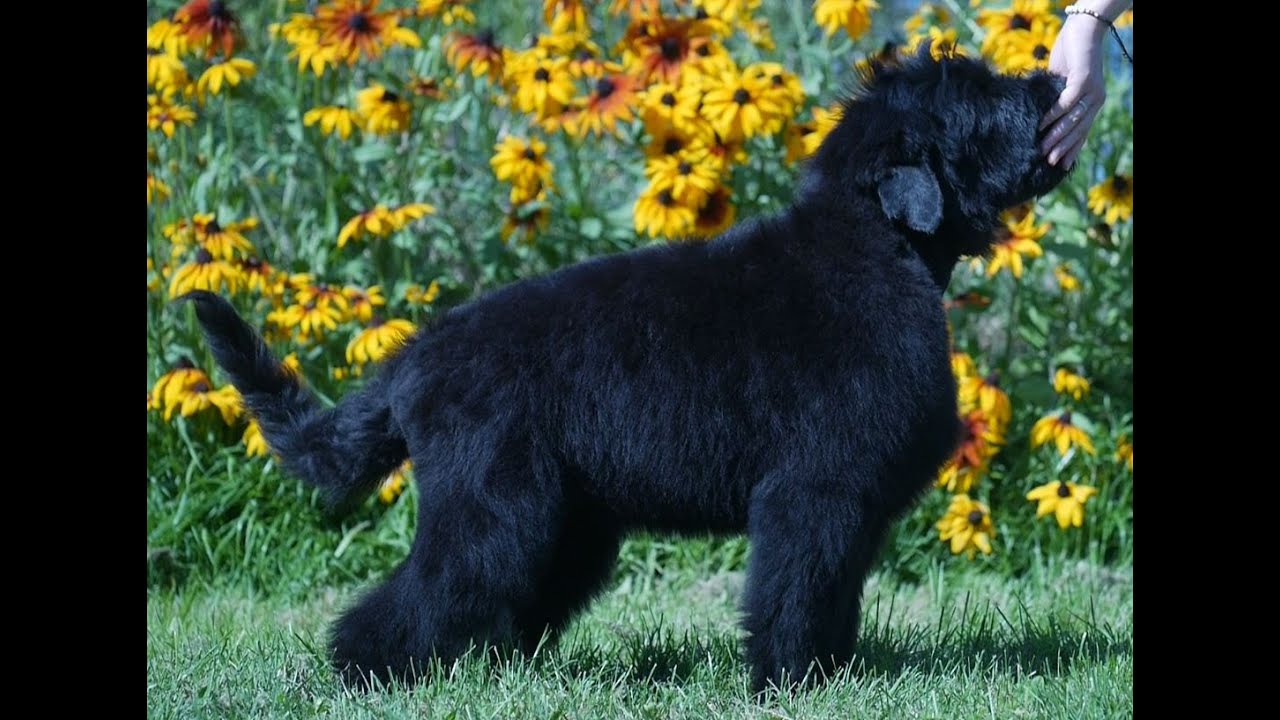 schwarzer russischer terrier nachrichen