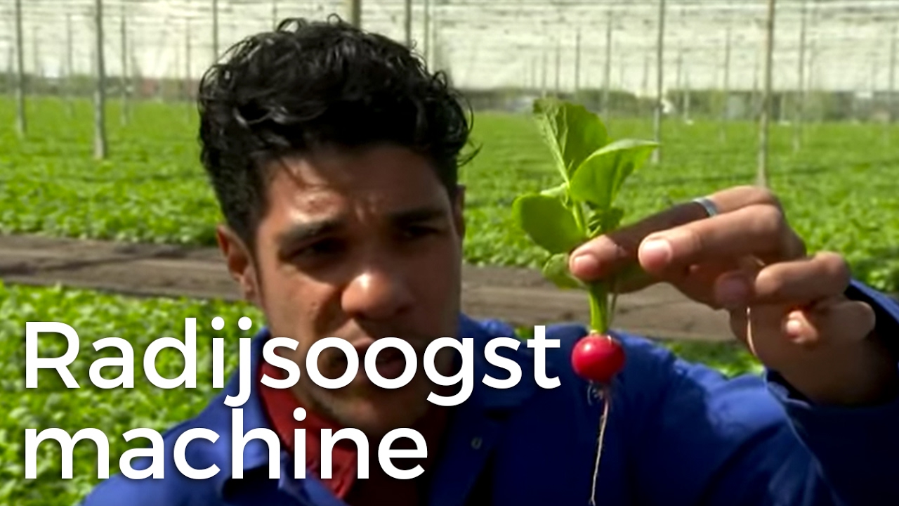 Boer Zoekt Machine - Radijsoogstmachine | Het Klokhuis