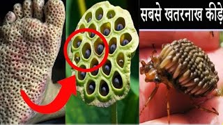 दुनियां के 5 सबसे ज़हरीले जानवर। 5 Most Dangerous Animals in The World ! Amazing Facts Video !