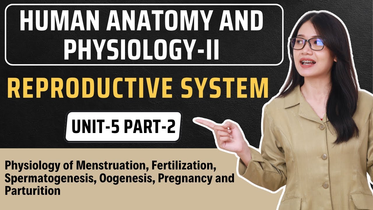 Reproductive System | Unit-5 Part-2 | HAP-2 | B.Pharma 2nd Semester ...