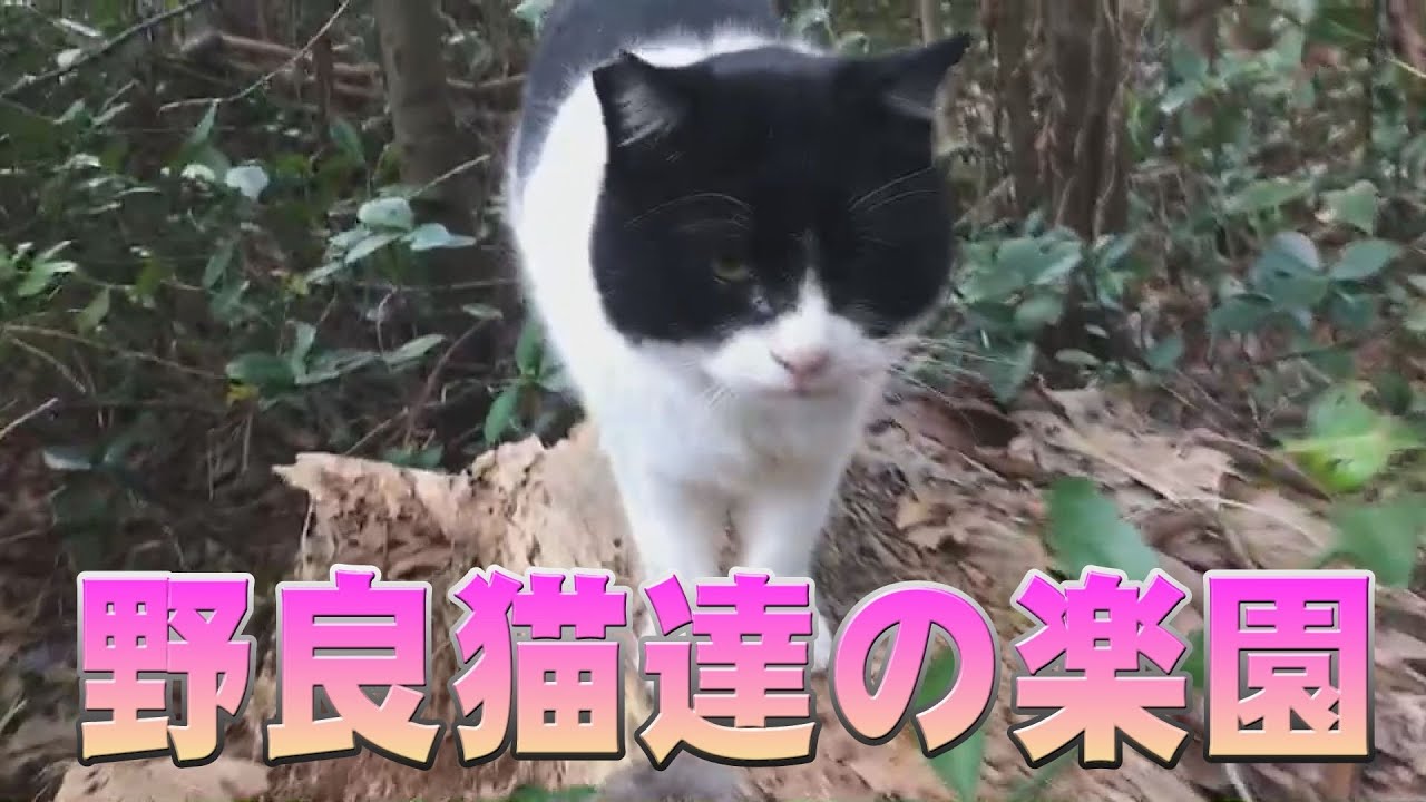 野良猫達の楽園 神旅japan Youtube 野良猫達の楽園 神旅japan Youtube
