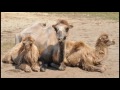 Interesting Facts about Camel