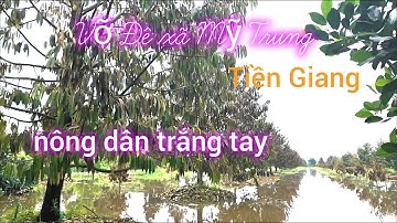 Tiền Giang Vỡ Đê Nước Ngập Sâu - Sầu Riêng Ch.ết Hàng Loạt