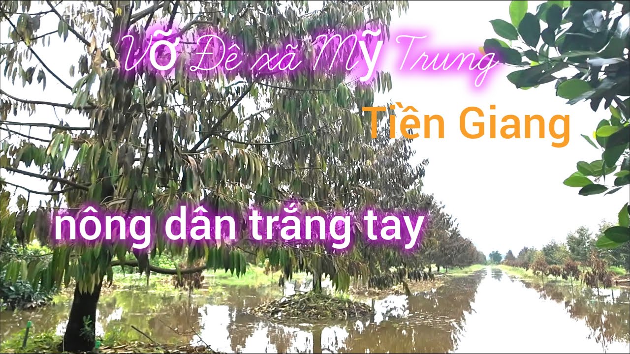 Tiền Giang Vỡ Đê Nước Ngập Sâu - Sầu Riêng Ch.ết Hàng Loạt