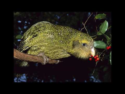 Papagalul kakapo - Episodul 5 Strigops habroptilus