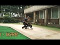 台灣犬第八次到府訓練