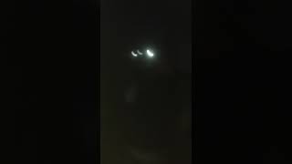 Gece Tüfek Atışı