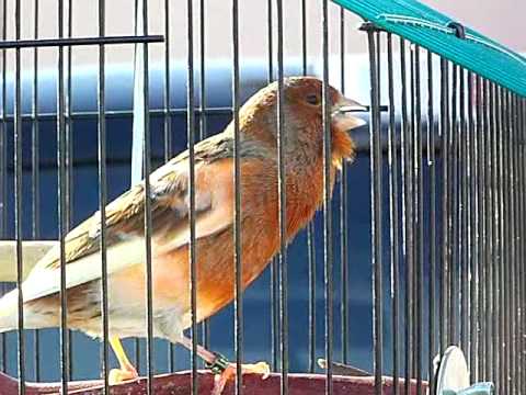 CANARIO BELGA CANTADOR NA FLORIDA