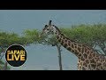 safariLIVE - Sunset Safari - January , 2019