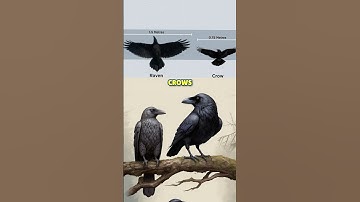 Crows vs Ravens! What’s the Difference?! 🐦‍⬛ #crows #ravens