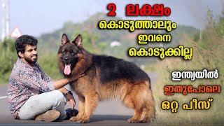 ഗോൾഡൻ കളറുള്ള നായകൾ || Golden Shepherds #puppy #germanshepherd #puppylove