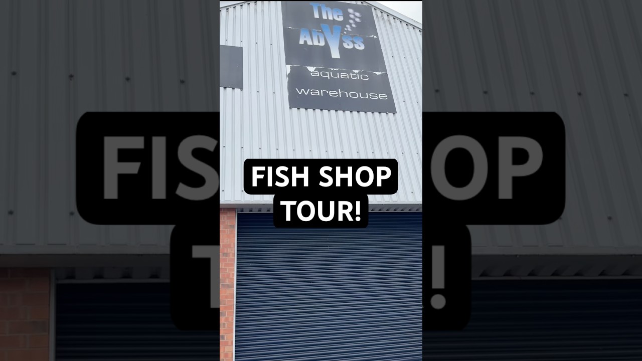 Abyss Aquatic Warehouse shop tour