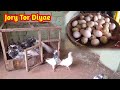 New Cage Ma Kabootar Chory | Jory Alag Kar Diyae || Hashim Mahmood Pigeons