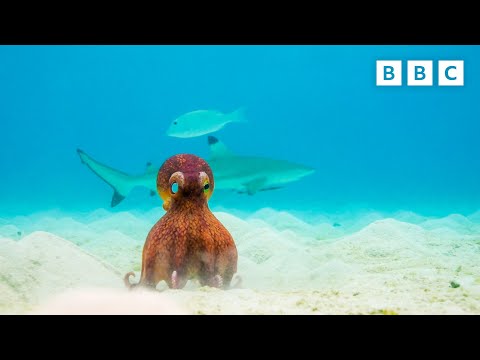 Video How many brains does an octopus have? | Spy in the Ocean