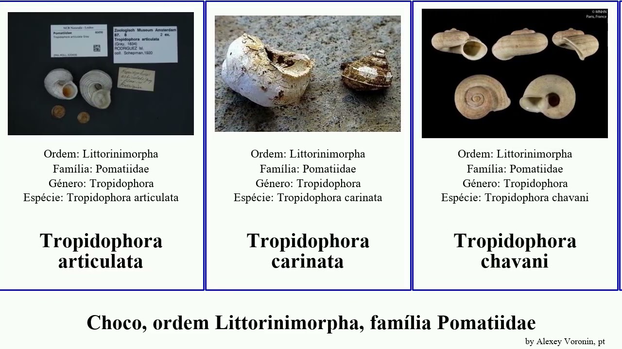 Choco, ordem Littorinimorpha, família Pomatiidae tropidophora mollusca canariensis fimbriata Sweet