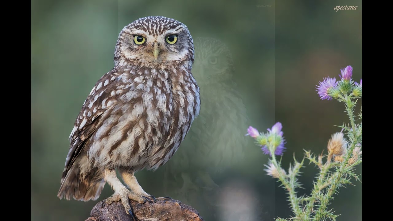 Canto del mochuelo | Mochuelo onomatopeya voooy