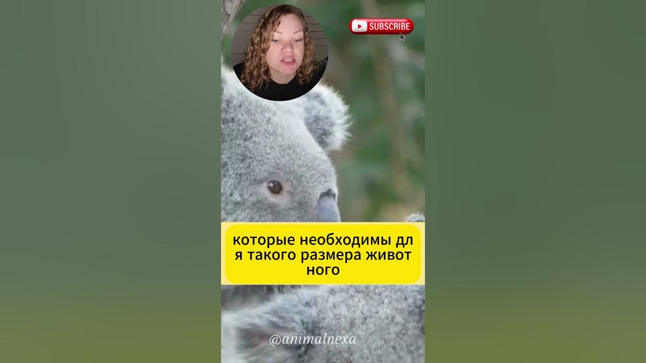 Коала - самое глупое животное #биология #интересныефакты - YouTube