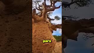 El árbol que salva vidas en África 🌳💧