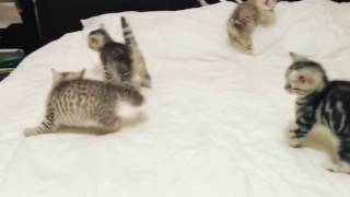 Scottish Straight Kittens Playing by Luxury Kittens Scottish Fold 1,964 views 7 years ago 1 minute