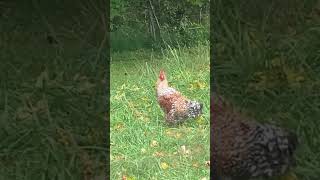 Famous Rooster’s First Crows  😂 Wealth