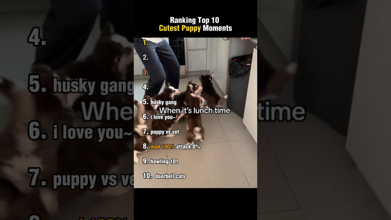 Ranking Top 10 Cutest Puppy Moments!