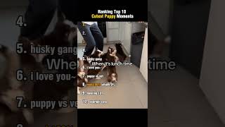 Ranking Top 10 Cutest Puppy Moments