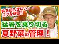 家庭菜園や農園の夏野菜栽培で猛暑を乗り切る管理！株を弱らせないコツと夏野菜の育て方！【農家直伝】