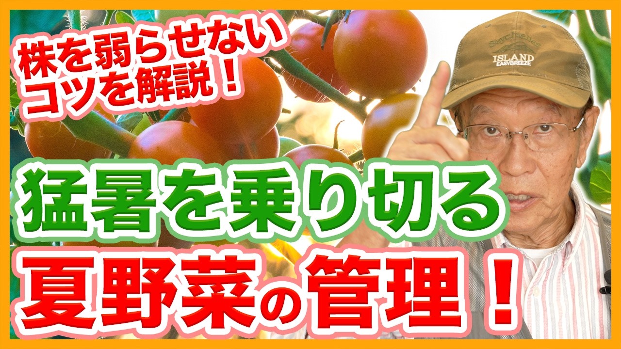 How to Manage Summer Vegetables in Your Home Garden and Farm