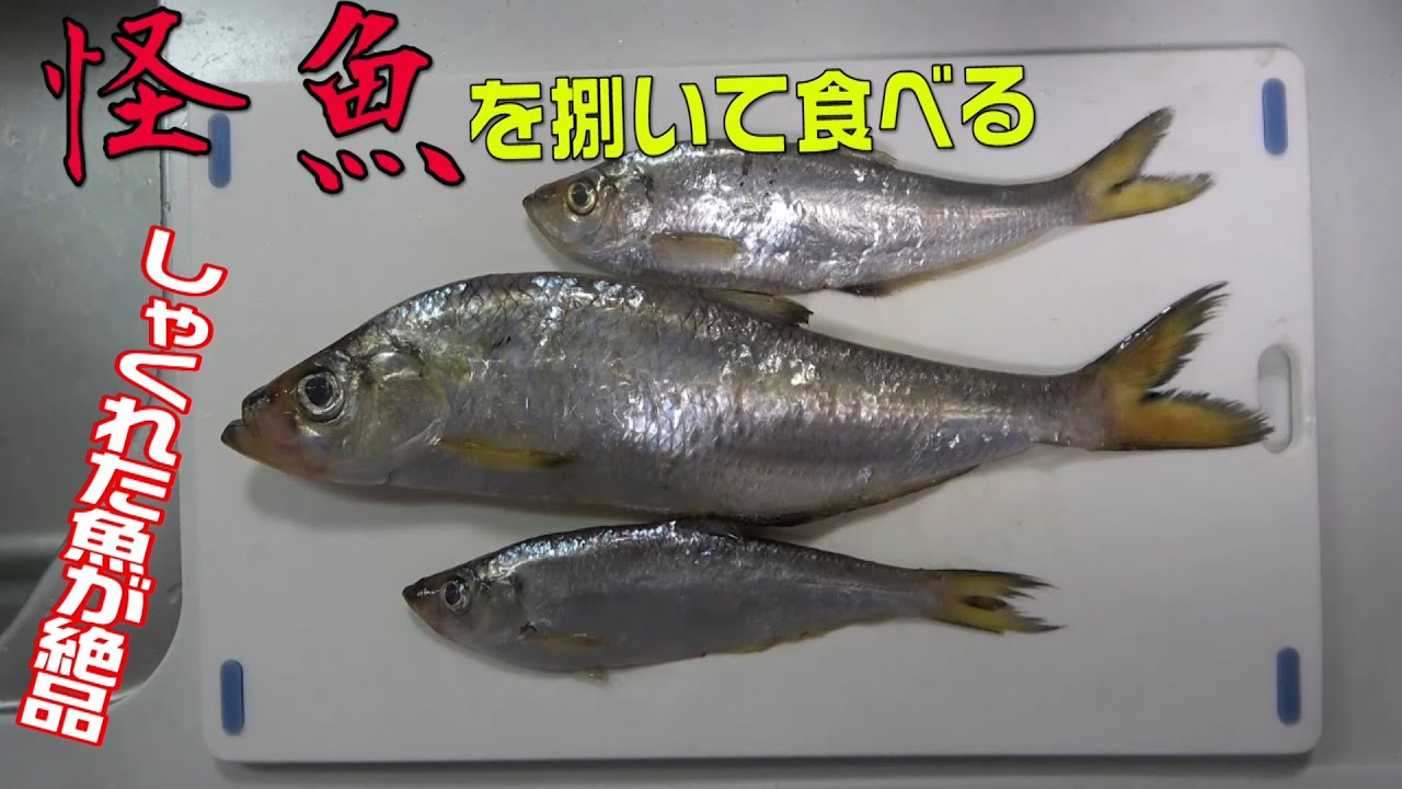 アジング操作で釣った怪魚を食べる ターポン ヒラ のさばき方とよだれが止まらないおすすめ料理 Youtube