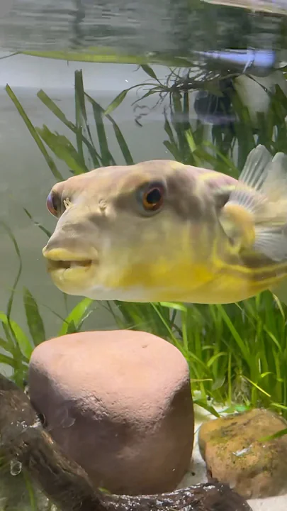 Fahaka puffer fish tank