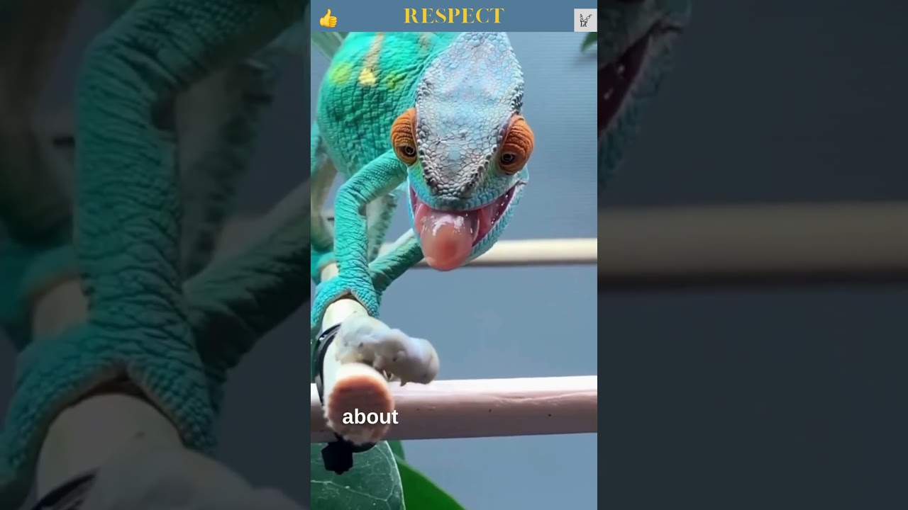 Amazing chameleons on the hunt! | How Chameleon Changes Color