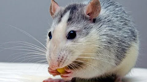 ¿Qué es lo que más atrae a los ratones?