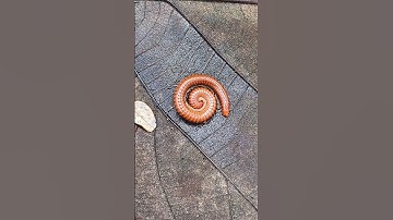 AMAZING! Red millipede 😰😰😰