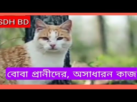 ভিডিও: পশু হাসপাতালের ফার্মেসী: আপনার পোষা প্রাণীর ওষুধে কী রয়েছে তা বোঝা