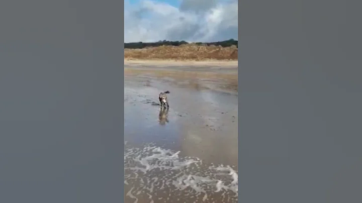 Whippets and poos on the beach ⛱️ #shorts