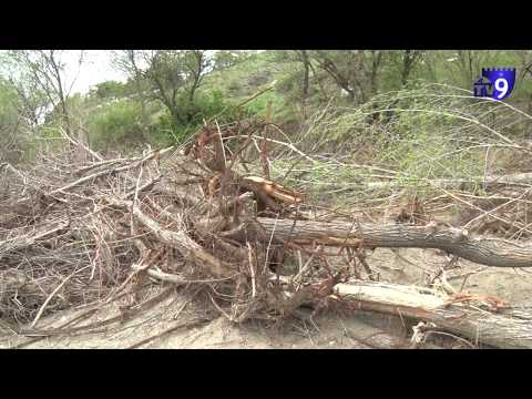 კარტოფილის ნათესები ამოთხრილი ხეების სანაცვლოდ