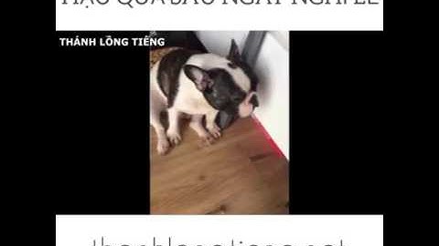 Thánh lồng tiếng nói chuyện với chó buồn cười quá đi p4