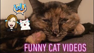 My Tortie Trio: Funny Cat Videos Compilation screenshot 4