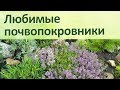 Почвопокровники  - Любимые цветы Чабрец Флоксы