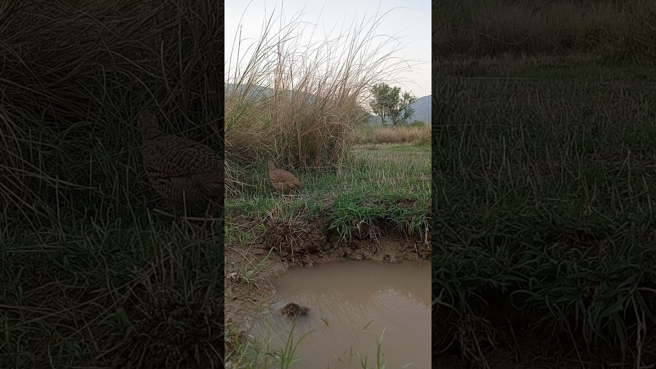 teetar teetar teetar teetar teetar voice is