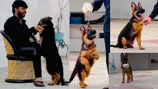 3 months old Gsd long coat puppy playing ❤️#germanshepherd #gsd by Saksham7000(All Rounder) 13,745 views 1 year ago 9 minutes, 52 seconds