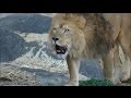 ライオンの鳴き声 part3 / 東山動物園 【オス、メス、子供ライオンの鳴き声】