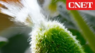 How These Exploding Plants Reproduce (A Biophysicist Explains)