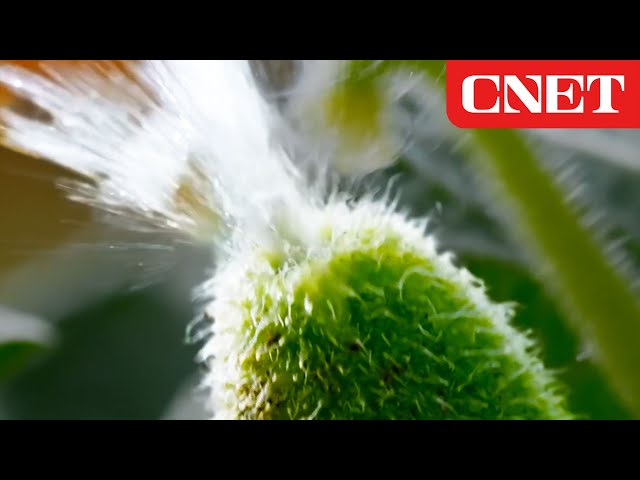How These Exploding Plants Reproduce (A Biophysicist Explains) - YouTube