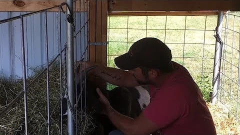 Goat Farming, Goat Stuck in the Fence! Downside to Horns...